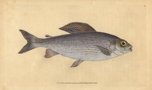 Lipień, Thymallus thymallus (Salmo thymallus). Ręcznie barwiony miedzioryt narysowany i rytowany przez Edwarda Donovana z jego Natural History of British Fishes, Donovan and F.C. i J. Rivington, Londyn autorstwa Edward Donovan