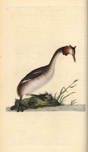 Perkoz dwuczuby, Podiceps cristatus. Ręcznie kolorowany miedzioryt rysowany i grawerowany przez Edwarda Donovana z jego własnej „Historii naturalnej ptaków brytyjskich”, Londyn autorstwa Edward Donovan