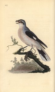 Dzierzba gąsiorek (samica), excubitor Lanius. Ręcznie kolorowany miedzioryt rysowany i grawerowany przez Edwarda Donovana z jego własnej „Historii naturalnej ptaków brytyjskich”, Londyn autorstwa Edward Donovan