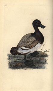 Ogorzałka większa, Aythya marila. Ręcznie barwiony miedzioryt rysowany i grawerowany przez Edwarda Donovana z jego własnej „Historii naturalnej ptaków brytyjskich”, Londyn autorstwa Edward Donovan
