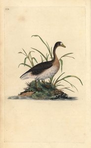 Gęś białoczelna, Anser albifrons. Ręcznie barwiony miedzioryt rysowany i grawerowany przez Edwarda Donovana z jego własnej „Historii naturalnej ptaków brytyjskich”, Londyn autorstwa Edward Donovan