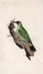 Dzięcioł zielony. Picus viridis. Miedzioryt autorstwa Edwarda Donovana (1768-1837), opublikowany w Natural History of British Birds, Londyn autorstwa Edward Donovan