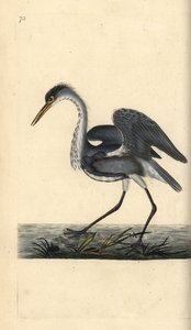 Czapla siwa, Ardea cinerea. Ręcznie barwiony miedzioryt rysowany i grawerowany przez Edwarda Donovana z jego własnej „Historii naturalnej ptaków brytyjskich”, Londyn autorstwa Edward Donovan