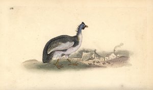 Perliczka w hełmie, Numida meleagris. Ręcznie barwiony miedzioryt rysowany i grawerowany przez Edwarda Donovana z jego własnej „Historii naturalnej ptaków brytyjskich”, Londyn autorstwa Edward Donovan