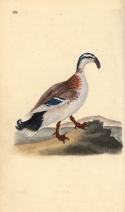 Krzyżówka haczykowata, Anas platyrhynchos. Ręcznie barwiony miedzioryt rysowany i grawerowany przez Edwarda Donovana z jego własnej „Historii naturalnej ptaków brytyjskich”, Londyn autorstwa Edward Donovan