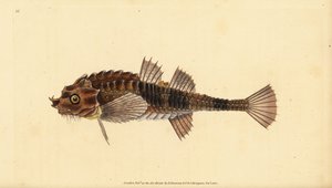 Hooknose, Agonus cataphractus (Pogge lub uzbrojony głowa byka, Cottus cataphractus). Ręcznie barwiony miedzioryt narysowany i rytowany przez Edwarda Donovana z jego Natural History of British Fishes, Donovan and F.C. i J. Rivington, Londyn autorstwa Edward Donovan