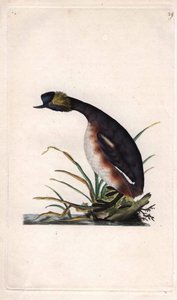 Perkoz rogaty lub perkoz rogaty. Podiceps auritus (Colymbus auritus). Miedzioryt Edwarda Donovana (1768-1837), opublikowany w Histoire naturelle des oiseaux britanniques, Londyn autorstwa Edward Donovan