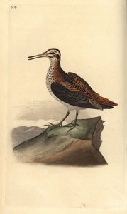Jack bekas, Lymnocrypts minimus. Ręcznie kolorowany miedzioryt rysowany i grawerowany przez Edwarda Donovana z jego własnej „Historii naturalnej ptaków brytyjskich”, Londyn autorstwa Edward Donovan