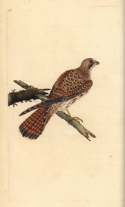 Pustułka, Falco tinnunculus, samica. Ręcznie kolorowany miedzioryt rysowany i grawerowany przez Edwarda Donovana z jego własnej „Historii naturalnej ptaków brytyjskich”, Londyn autorstwa Edward Donovan