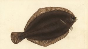 Sola cytrynowa, Microstomus kitt (mała zimna lub rozmazana, Pleuronectes microcephalus). Ręcznie barwiony miedzioryt narysowany i rytowany przez Edwarda Donovana z jego Natural History of British Fishes, Donovan and F.C. i J. Rivington, Londyn autorstwa Edward Donovan
