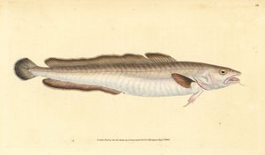 Ryba molva, Molva molva (Gadus molva). Ręcznie barwiony miedzioryt narysowany i rytowany przez Edwarda Donovana z jego Natural History of British Fishes, Donovan and F.C. i J. Rivington, Londyn
