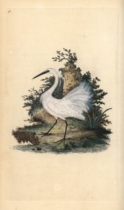 Czapla, Egreta Garzetta. Ręcznie barwiony miedzioryt rysowany i grawerowany przez Edwarda Donovana z jego własnej „Historii naturalnej ptaków brytyjskich”, Londyn autorstwa Edward Donovan