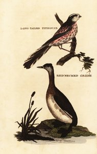 Sikora długoogoniasta, Aegithalos caudatus i perkoz rdzawoszyjny, Podiceps grisegena autorstwa Edward Donovan
