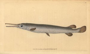 Longnose gar, Lepisosteus osseus (ryba Osseus gar, Esox osseus). Ręcznie barwiony miedzioryt narysowany i rytowany przez Edwarda Donovana z jego Natural History of British Fishes, Donovan and F.C. i J. Rivington, Londyn autorstwa Edward Donovan