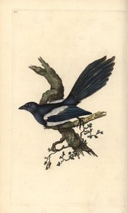 Sroka, Pica pica. Ręcznie kolorowany miedzioryt rysowany i grawerowany przez Edwarda Donovana z jego własnej „Historii naturalnej ptaków brytyjskich”, Londyn autorstwa Edward Donovan