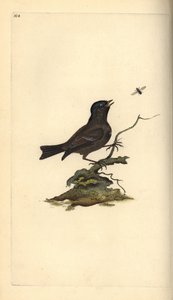 Sikora błotna, Poecile Palustris. Ręcznie barwiony miedzioryt rysowany i grawerowany przez Edwarda Donovana z jego własnej „Historii naturalnej ptaków brytyjskich”, Londyn autorstwa Edward Donovan