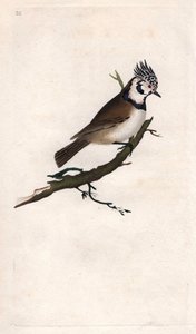 czubaty sikora. Lopophanes cristatus cristatus (Parus cristatus). Miedzioryt autorstwa Edwarda Donovana (1768-1837), opublikowany w Natural History of British Birds, Londyn autorstwa Edward Donovan