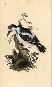 Dzięcioł średni, Dendrocopos medius. Ręcznie barwiony miedzioryt rysowany i grawerowany przez Edwarda Donovana z jego własnej „Historii naturalnej ptaków brytyjskich”, Londyn autorstwa Edward Donovan