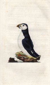 Burzyk mnich. Fratercula arctica (Alca arctica). Miedzioryt autorstwa Edwarda Donovana (1768-1837), opublikowany w Natural History of British Birds, Londyn autorstwa Edward Donovan