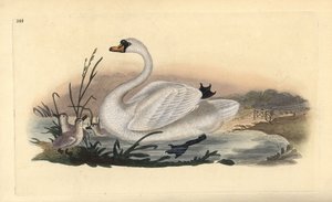 Łabędź niemy Cygnus olor z pisklętami. Ręcznie kolorowany miedzioryt rysowany i grawerowany przez Edwarda Donovana z jego własnej „Historii naturalnej ptaków brytyjskich”, Londyn autorstwa Edward Donovan