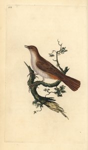 Słowik, Luscinia megahynchos. Ręcznie barwiony miedzioryt rysowany i grawerowany przez Edwarda Donovana z jego własnej „Historii naturalnej ptaków brytyjskich”, Londyn autorstwa Edward Donovan