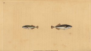 Ciernik dziewięciorzędowy, Pungitius pungitius (ciernik mniejszy lub dziesięciokolcowy, Gasterosteus pungitius). Ręcznie barwiony miedzioryt narysowany i rytowany przez Edwarda Donovana z jego Natural History of British Fishes, Donovan and F.C. i J. Riving autorstwa Edward Donovan