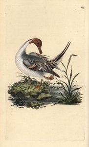 Północna kaczka rołowa, Anas acuta. Ręcznie barwiony miedzioryt narysowany i rytowany przez Edwarda Donovana z jego własnej „Historii naturalnej ptaków brytyjskich” (1794-1819). Edward Donovan (1768-1837) był anglo-irlandzkim zoologiem-amatorem, pisarzem,  autorstwa Edward Donovan