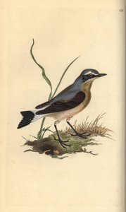 Pszenica północna, Oenanthe oenanthe. Ręcznie kolorowany miedzioryt rysowany i grawerowany przez Edwarda Donovana z jego własnej „Historii naturalnej ptaków brytyjskich”, Londyn autorstwa Edward Donovan