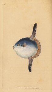 Samogłów oceaniczny, Mola mola. Wrażliwy. (Ryby słoneczne, Tetrodon mola). Ręcznie barwiony miedzioryt narysowany i rytowany przez Edwarda Donovana z jego Natural History of British Fishes, Donovan and F.C. i J. Rivington, Londyn