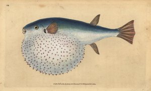 Oceaniczny puffer, Lagocephalus lagocephalus (Gwiaździsta kula, Tetrodon stellatus). Ręcznie barwiony miedzioryt narysowany i rytowany przez Edwarda Donovana z jego Natural History of British Fishes, Donovan and F.C. i J. Rivington, Londyn autorstwa Edward Donovan