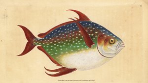 Opah lub królewska ryba, Lampris guttatus (Zeus luna). Ręcznie barwiony miedzioryt narysowany i rytowany przez Edwarda Donovana z jego Natural History of British Fishes, Donovan and F.C. i J. Rivington, Londyn autorstwa Edward Donovan