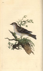 Jarzębina, Sylvia hydrtensis, lub gajówki większe. Ręcznie kolorowany miedzioryt rysowany i grawerowany przez Edwarda Donovana z jego własnej „Historii naturalnej ptaków brytyjskich”, Londyn autorstwa Edward Donovan