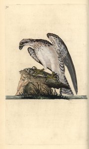 Rybołów, Pandion haliaetus, stojący na złowionej rybie. Ręcznie barwiony miedzioryt rysowany i grawerowany przez Edwarda Donovana z jego własnej „Historii naturalnej ptaków brytyjskich”, Londyn autorstwa Edward Donovan