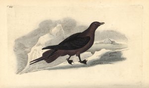 Pasożytniczy Jaeger, Stercorarius parasiticus. Ręcznie barwiony miedzioryt rysowany i grawerowany przez Edwarda Donovana z jego własnej „Historii naturalnej ptaków brytyjskich”, Londyn autorstwa Edward Donovan