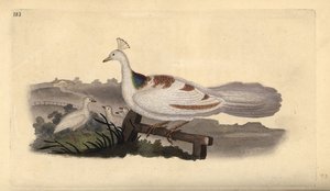 Pawi łapa, Pavo cristatus, samica z młodymi. Ręcznie kolorowany miedzioryt rysowany i grawerowany przez Edwarda Donovana z jego własnej „Historii naturalnej ptaków brytyjskich”, Londyn autorstwa Edward Donovan