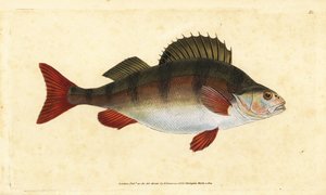 Okoń, Perca fluviatilis. Ręcznie barwiony miedzioryt narysowany i rytowany przez Edwarda Donovana z jego Natural History of British Fishes, Donovan and F.C. i J. Rivington, Londyn autorstwa Edward Donovan
