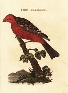 grubodziób sosnowy, enukleator Pinicola autorstwa Edward Donovan