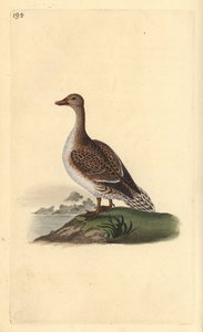 Pintail, Anas acuta, kobieta. Ręcznie kolorowany miedzioryt rysowany i grawerowany przez Edwarda Donovana z jego własnej „Historii naturalnej ptaków brytyjskich”, Londyn autorstwa Edward Donovan