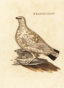 Pardwa zwyczajna lub zwierzyna biała, Lagopus lagopus autorstwa Edward Donovan