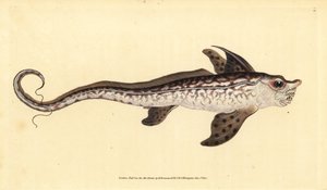 Królik lub potwór morski, Chimaera monstrosa. Prawie zagrożony. Ręcznie barwiony miedzioryt narysowany i rytowany przez Edwarda Donovana z jego Natural History of British Fishes, Donovan and F.C. i J. Rivington, Londyn autorstwa Edward Donovan
