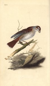 Gąsiorek (samica), Lanius collurio. Ręcznie barwiony miedzioryt rysowany i grawerowany przez Edwarda Donovana z jego własnej „Historii naturalnej ptaków brytyjskich”, Londyn autorstwa Edward Donovan