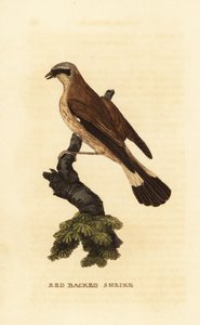 Gąsiorek gąsiorek , Lanius collurio autorstwa Edward Donovan