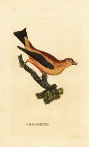Krzyżodziób czerwony , Loxia curvirostra autorstwa Edward Donovan