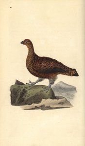 Cietrzew (samica), Lagopus scotica. Ręcznie barwiony miedzioryt rysowany i grawerowany przez Edwarda Donovana z jego własnej „Historii naturalnej ptaków brytyjskich”, Londyn autorstwa Edward Donovan