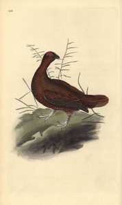 Cietrzew pospolity, Lagopus lagopus scotica. Ręcznie kolorowany miedzioryt rysowany i grawerowany przez Edwarda Donovana z jego własnej „Historii naturalnej ptaków brytyjskich”, Londyn autorstwa Edward Donovan