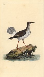 Czerwona golonka, Tringa totanus. Ręcznie barwiony miedzioryt rysowany i grawerowany przez Edwarda Donovana z jego własnej „Historii naturalnej ptaków brytyjskich”, Londyn autorstwa Edward Donovan