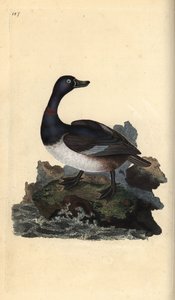 Kaczka z szyjką, Aythya collaris. Ręcznie barwiony miedzioryt rysowany i grawerowany przez Edwarda Donovana z jego własnej „Historii naturalnej ptaków brytyjskich”, Londyn autorstwa Edward Donovan