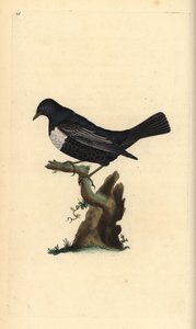 Pierścień ouzel, Turdus torquatus. Ręcznie barwiony miedzioryt rysowany i grawerowany przez Edwarda Donovana z jego własnej „Historii naturalnej ptaków brytyjskich”, Londyn autorstwa Edward Donovan