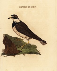 Sieweczka obrożna , Charadrius hiaticula autorstwa Edward Donovan