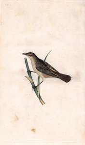 Fragmit prętowy. Acrocephalus schoenobaenus (Motacilla salicaria). Miedzioryt autorstwa Edwarda Donovana (1768-1837), opublikowany w Natural History of British Birds, Londyn autorstwa Edward Donovan